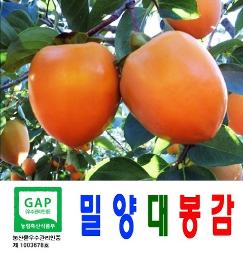 대봉감10kg 23-33과 무료배송 특대과 최상품